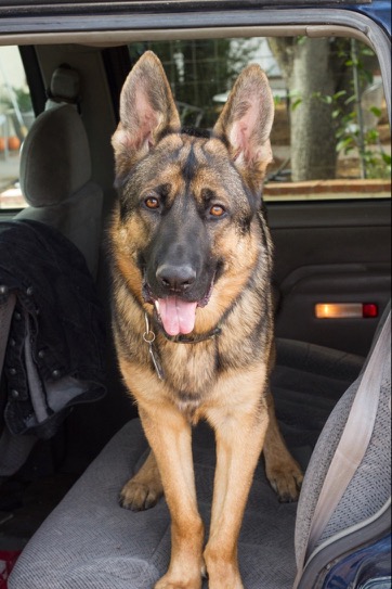 Look out for your tail, Wilson